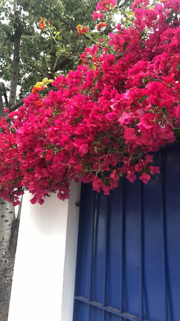 color buganvilla